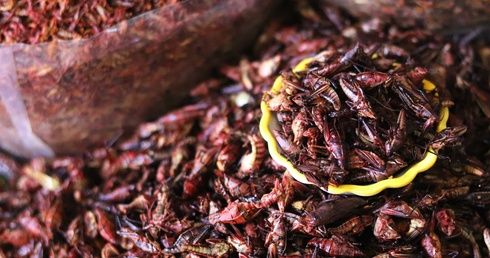 Nowe rodzaje żywności jak np. owady autoryzuje KE; decyzja wymaga zgody państw członkowskich