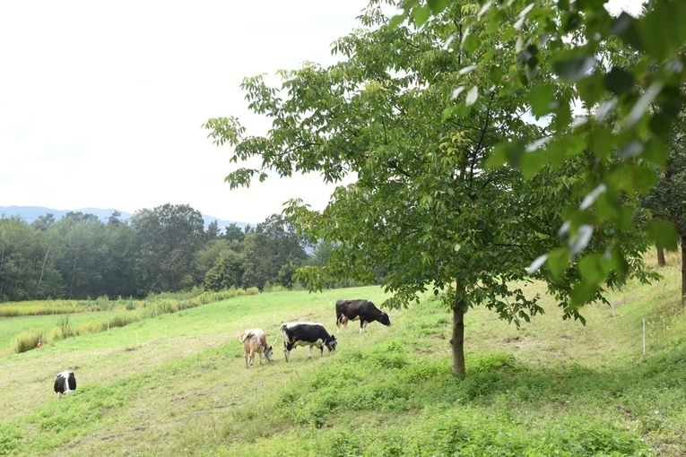 Białogrzbiete w Ciężkowicach