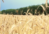 KPRM: Rząd wzywa KE do przedłużenia zakazu importu zbóż z Ukrainy po 15 września