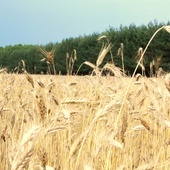 KPRM: Rząd wzywa KE do przedłużenia zakazu importu zbóż z Ukrainy po 15 września