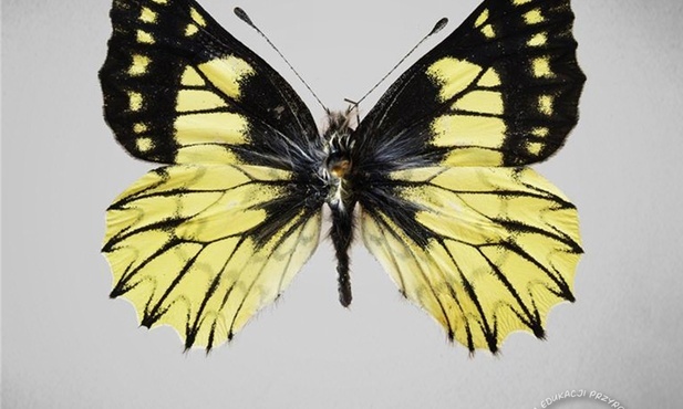 Nowo odkryty gatunek motyla nazwany na cześć Kopernika