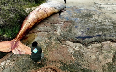 Urugwaj: Morze wyrzuciło na brzeg 20-tonowego płetwala błękitnego