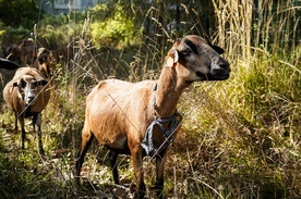 O owcach, które koszą trawę