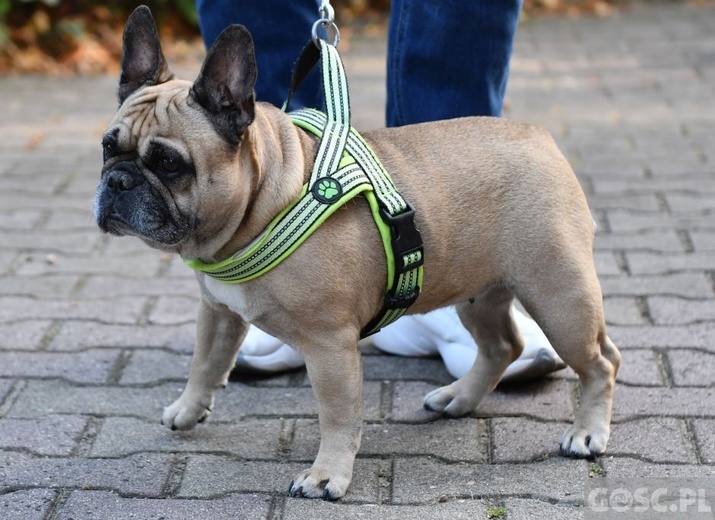 Błogosławieństwo zwierząt w Nowej Soli