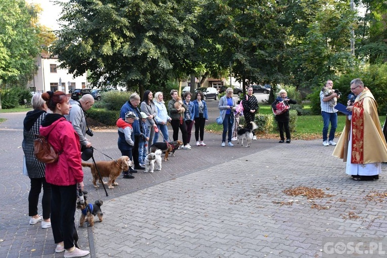 Błogosławieństwo zwierząt w Nowej Soli