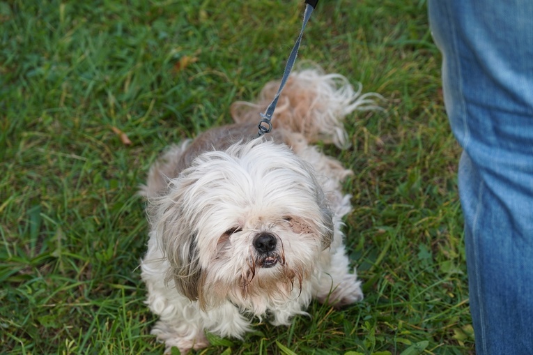 Błogoslawieństwo zwierzat w dzień św. Franciszka z Asyżu
