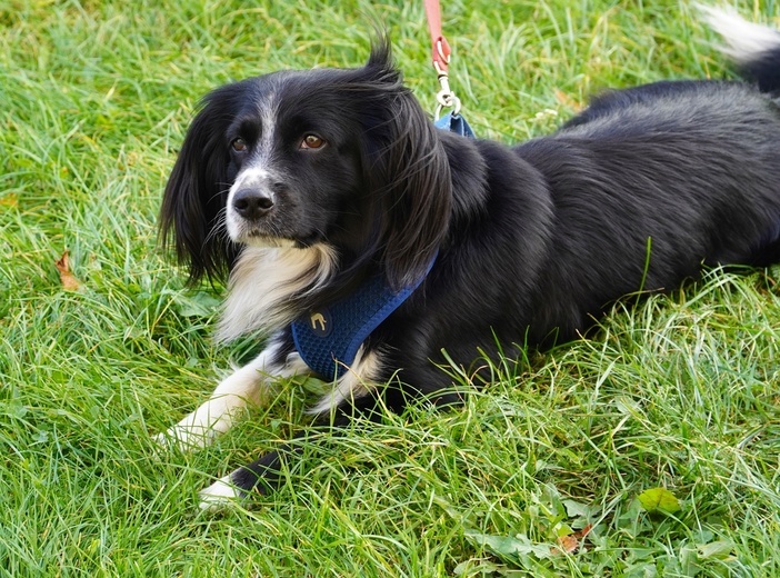 Błogoslawieństwo zwierzat w dzień św. Franciszka z Asyżu