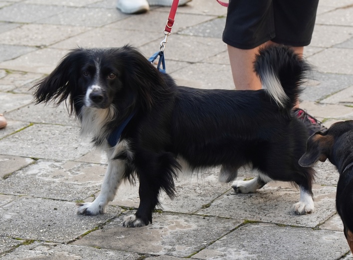Błogoslawieństwo zwierzat w dzień św. Franciszka z Asyżu