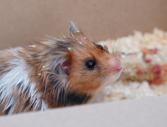 Błogoslawieństwo zwierzat w dzień św. Franciszka z Asyżu