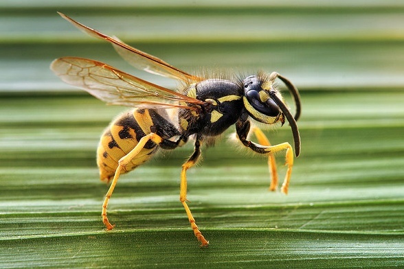 Osa. Tu Vespula germanica 