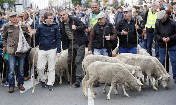 Owce i kozy zdobyły Madryt