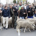 Owce i kozy zdobyły Madryt