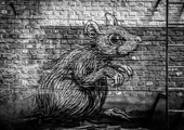 Szczury mają wyobraźnię