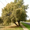 Tamaryszek (Tamarix aphylla)