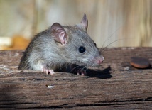 Myszy przechodzą test lustra