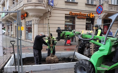 Katowice. 7 kasztanowców czerwonych na ul. Stawowej