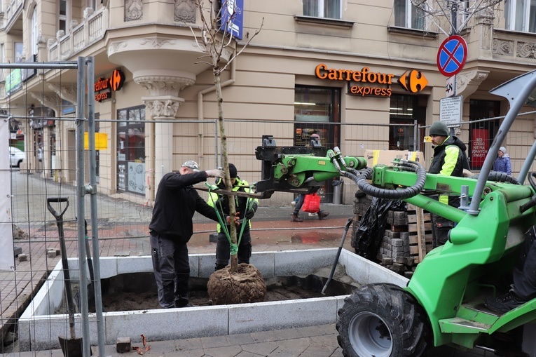 Katowice. 7 kasztanowców czerwonych na ul. Stawowej