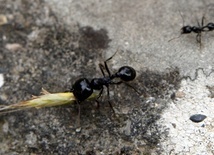 Mrówka przy pracy