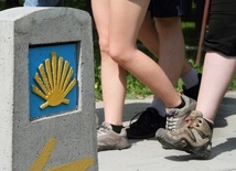 Niech prowadzi was muszla jakubowa