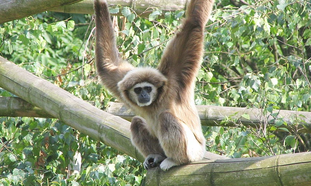 Gibbon białoręki