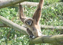 Gibbon białoręki