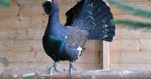 Głuszce i cietrzewie trafiły do chorzowskiego zoo