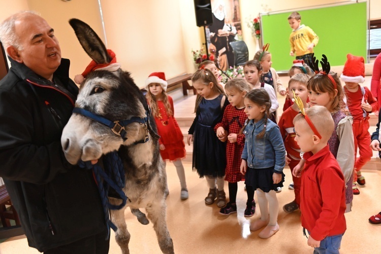 Osiołki na świątecznych spotkania w Świdnicy