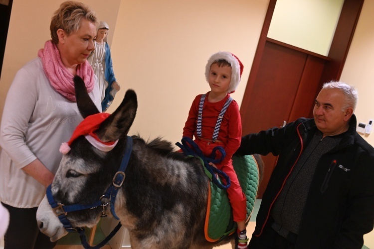 Osiołki na świątecznych spotkania w Świdnicy