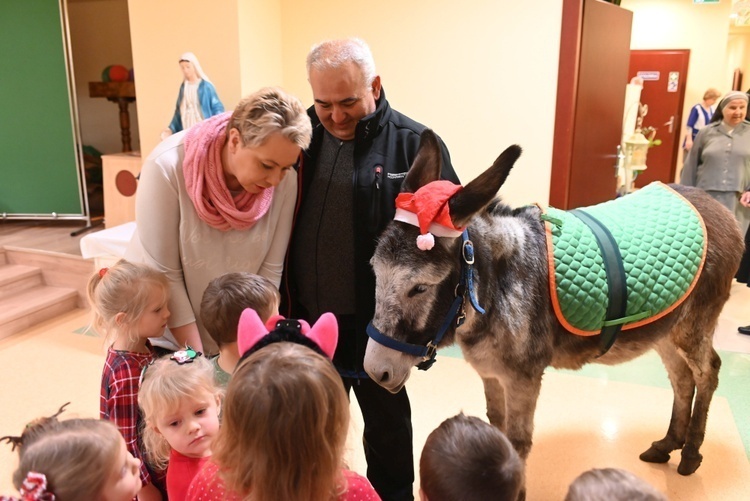 Osiołki na świątecznych spotkania w Świdnicy