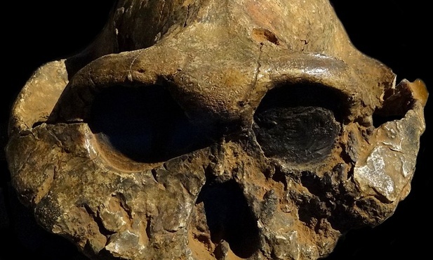 Tych narzędzi używali do pozyskania mięsa z hipopotamów