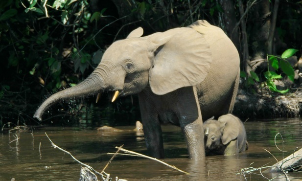 Słonie leśne