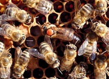 Pszczoły robotnice otaczające matkę.
