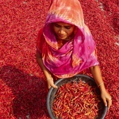 Zbiór papryczek chilli nad rzeką Jamuna.
2.03.2023 
Bogra, Bangladesz