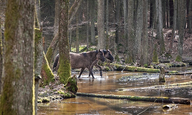 W Polsce jest kilka rezerwatów, gdzie konie żyją tak jak ich przodkowie,  bez ingerencji człowieka