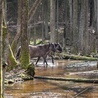 W Polsce jest kilka rezerwatów, gdzie konie żyją tak jak ich przodkowie,  bez ingerencji człowieka