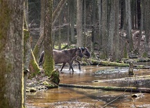 W Polsce jest kilka rezerwatów, gdzie konie żyją tak jak ich przodkowie,  bez ingerencji człowieka