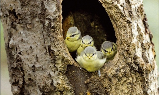 Do zobaczenia w sieci