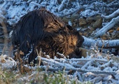 Tatry: Bóbr z Morskiego Oka przetrwał kolejną zimę