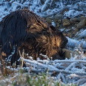 Tatry: Bóbr z Morskiego Oka przetrwał kolejną zimę