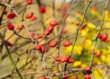 Krzewy ogrodowe pożyteczne dla naszego zdrowia. Które wybrać? 