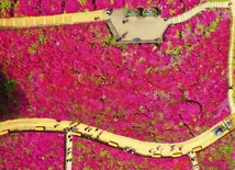 Spacer wśród kwitnących ogrodów.
17.04.2023
Gunpo, 
Korea Południowa