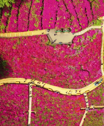 Spacer wśród kwitnących ogrodów.
17.04.2023
Gunpo, 
Korea Południowa