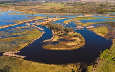 Meandry Biebrzy są domem wielu gatunków rzadkich ptaków.