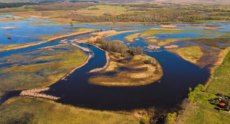 Meandry Biebrzy są domem wielu gatunków rzadkich ptaków.