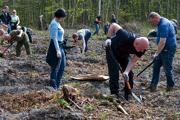 ▲	Sadzonki zastępują pozyskane wcześniej na danym obszarze drewno.