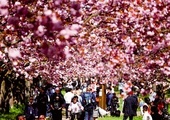 Wiosna w pełni! Berlińczycy spacerują wśród kwitnących wiśni.
1.05.2023, Berlin, Niemcy
