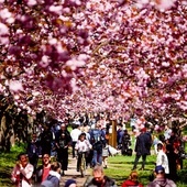 Wiosna w pełni! Berlińczycy spacerują wśród kwitnących wiśni.
1.05.2023, Berlin, Niemcy