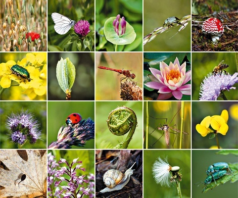 Czym jest bioróżnorodność i dlaczego jest tak ważna?