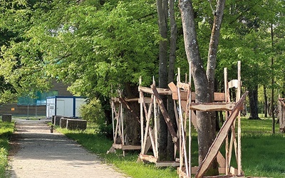 Żadne zdrowe stare drzewo nie zostanie wycięte.