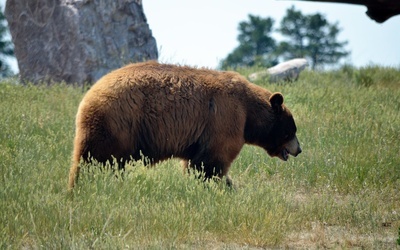Rumunia: Niedźwiedzie wchodzą do miast i wsi - nakazano odstrzał 500 zwierząt